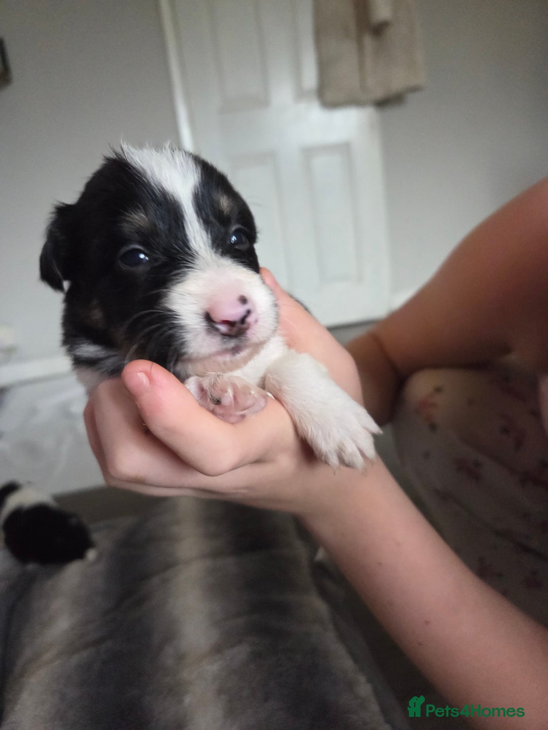 Border Collie dogs for sale: Border collie pups  - Image 7