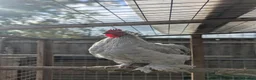 Chickens poultry for sale: 3 Lavender Pekin Bantam Cockerels in Cheltenham - Advert 1