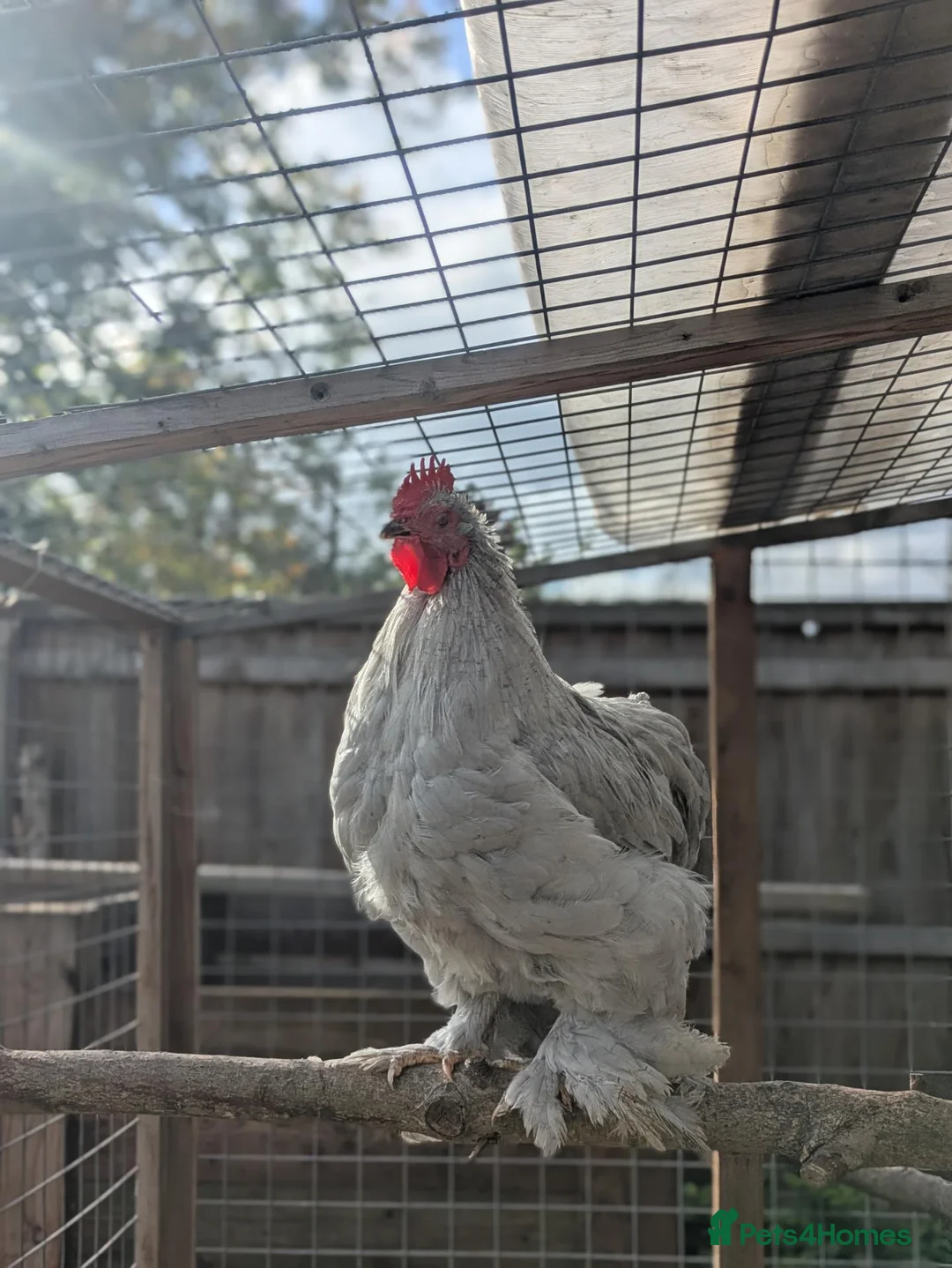 Chickens poultry for sale: 3 Lavender Pekin Bantam Cockerels in Cheltenham - Advert 1