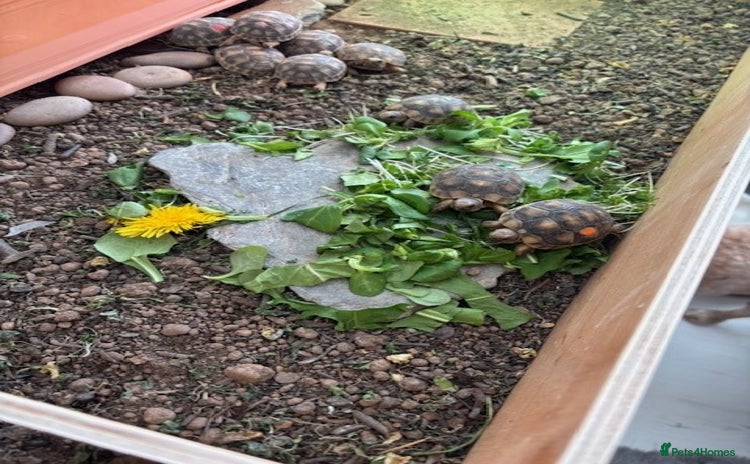Tortoise reptiles - Advert 6