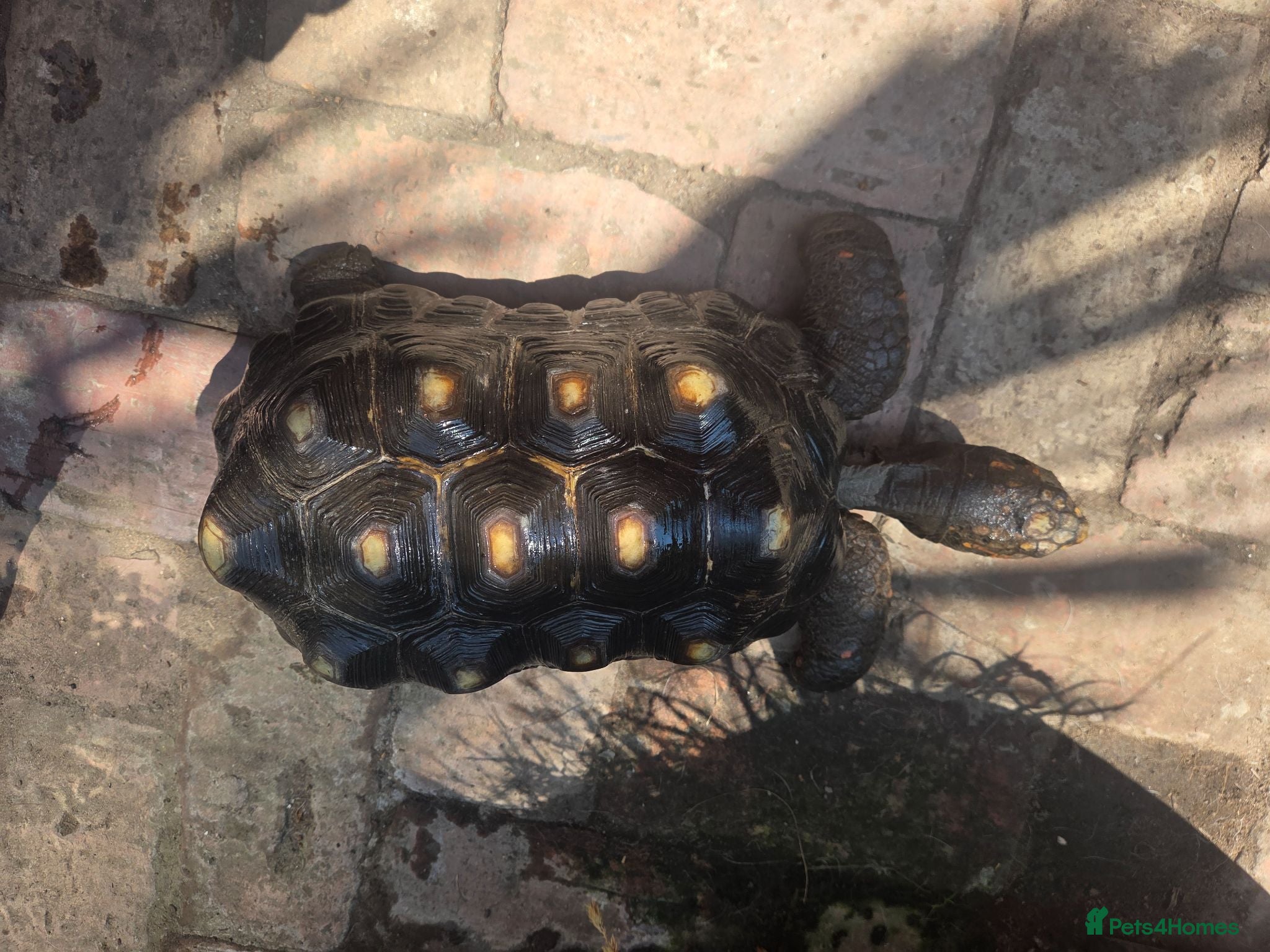Tortoise reptiles Adult male red foot tortoise (20 years old) - Advert 8