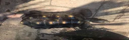 Tortoise reptiles for sale: Adult male red foot tortoise (20 years old) - Advert 1