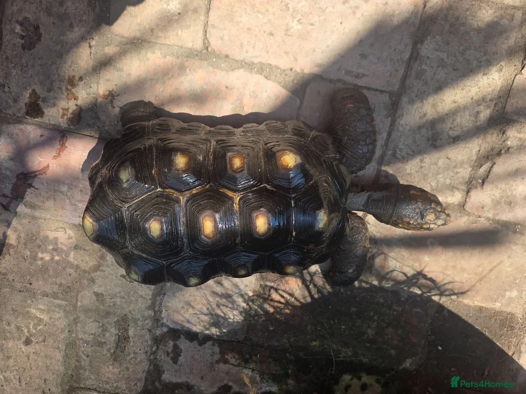 Tortoise reptiles for sale: Adult male red foot tortoise (20 years old) - Advert 1