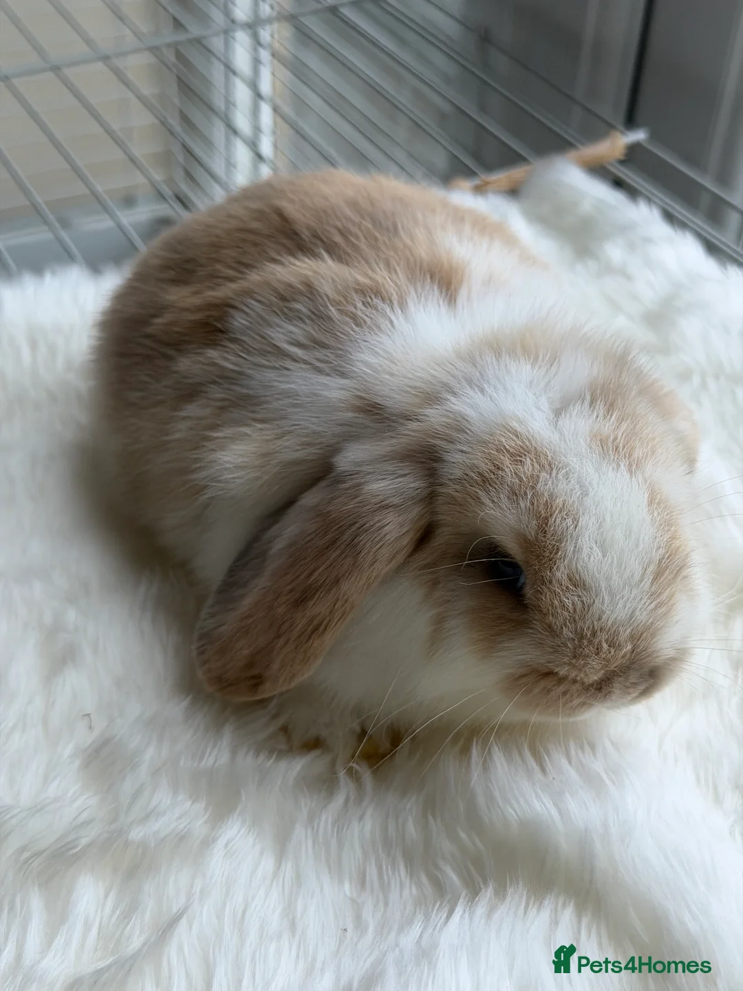 Mini Lop rabbits for sale: Adorable Friendly Mini Lop - Advert 2