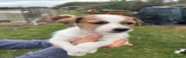 Jack Russell 5