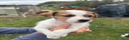 Jack Russell dogs for sale: Jack Russell puppies - Advert 9