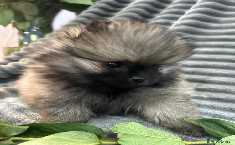 Pomeranian dogs Show quality tiny beautiful show stopper poms 💙🩷 - Advert 2