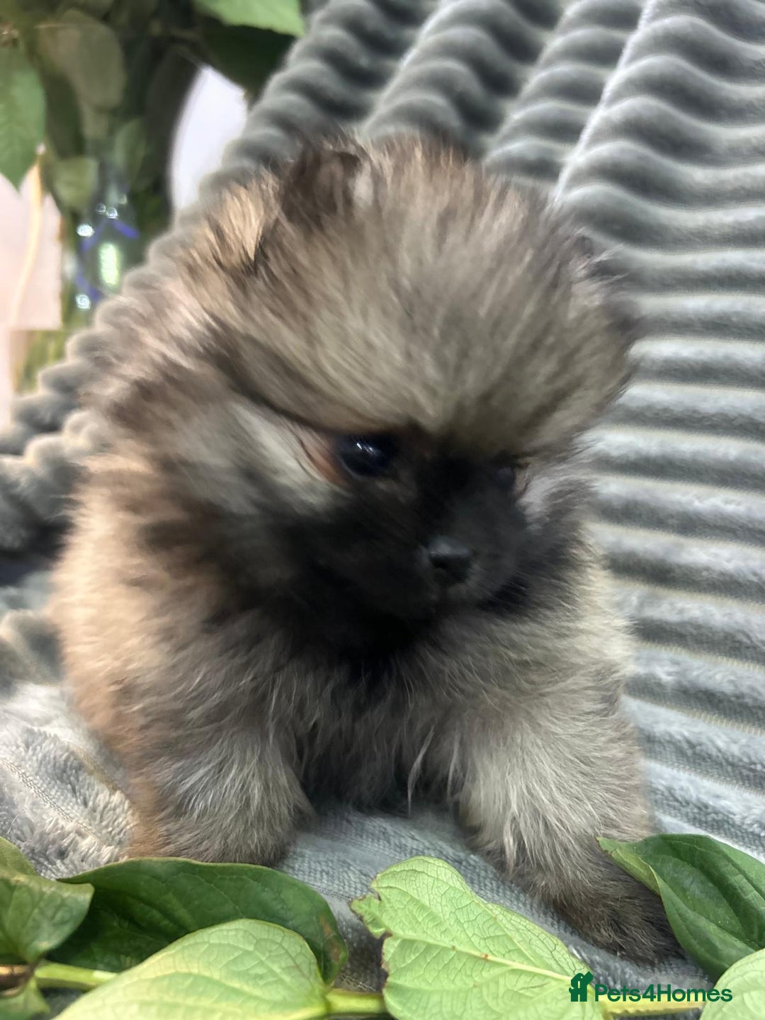 Pomeranian dogs for sale: Show quality tiny beautiful show stopper poms 💙🩷 - Advert 1