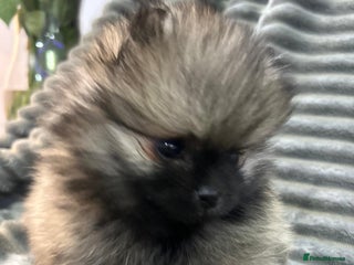 Pomeranian dogs Show quality tiny beautiful show stopper poms 💙🩷 - Advert 1