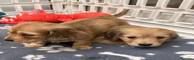 Dachshund Puppy 1
