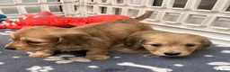 Dachshund dogs for sale: Mini Long haire Dachu - Advert 10