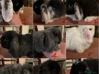 Mini Lop rabbits Fabulous Super Friendly Mini Lops - Advert 11