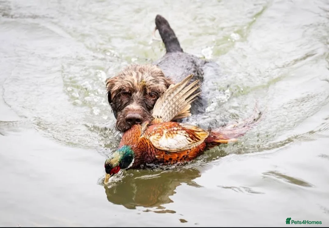 Mixed Breed dogs for sale: STUNNING GWP X LABRADOR PUPPIES - Advert 19