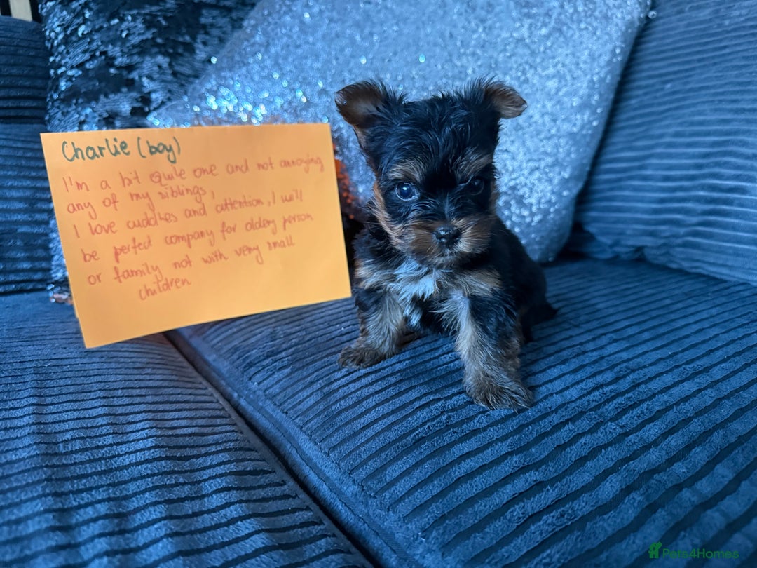 Yorkshire Terrier dogs for sale: Miniature Yorkshire terrier puppies  - Image 16