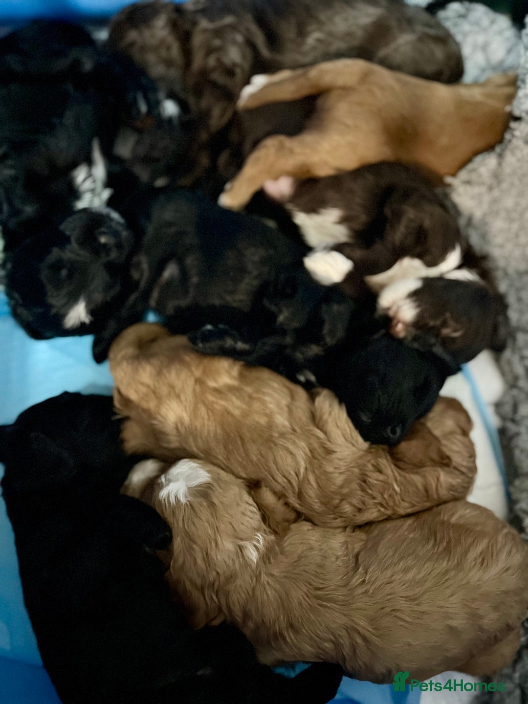 Goldendoodle dogs for stud: Rutlands Lil Cookie Cutter from Australia health T in Bedford - Image 6