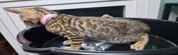 Bengal cats for sale: ✨️Stunning Bengal Babies-Exotic, Playful & Loving - Advert 23