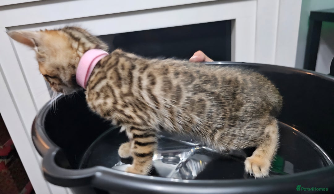Bengal cats for sale: ✨️Stunning Bengal Babies-Exotic, Playful & Loving - Advert 23