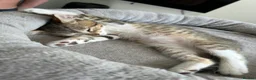 Mixed Breed cats for sale: 4 Gorgeous tabby kittens, 2 with white features - Advert 29