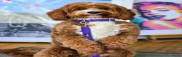 Mixed Breed dogs for sale: Beautiful Cavapoochon Puppies in Saint Leonards-on-sea - Advert 3