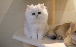 Scottish Fold cats for sale: Scottish Kittens – Fold & Straight – Ready Now - Advert 8