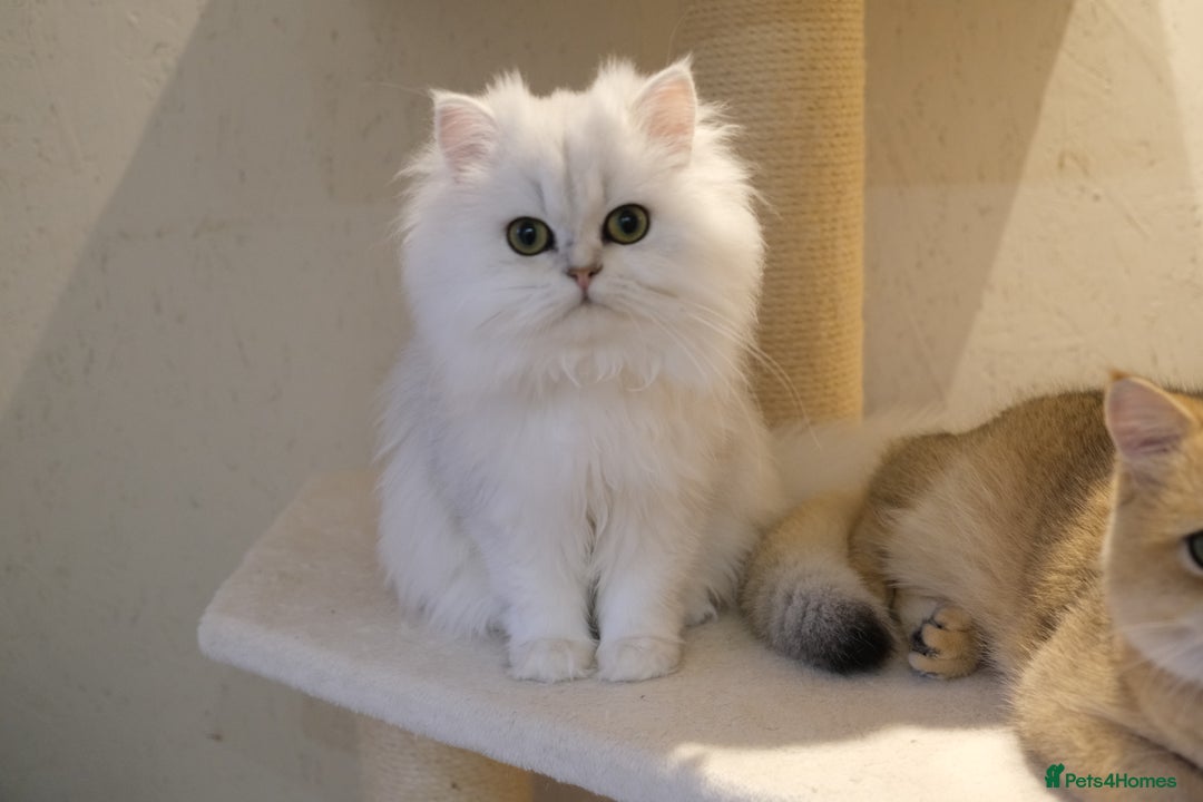 Scottish Fold cats for sale: Scottish Kittens – Fold & Straight – Ready Now - Advert 8