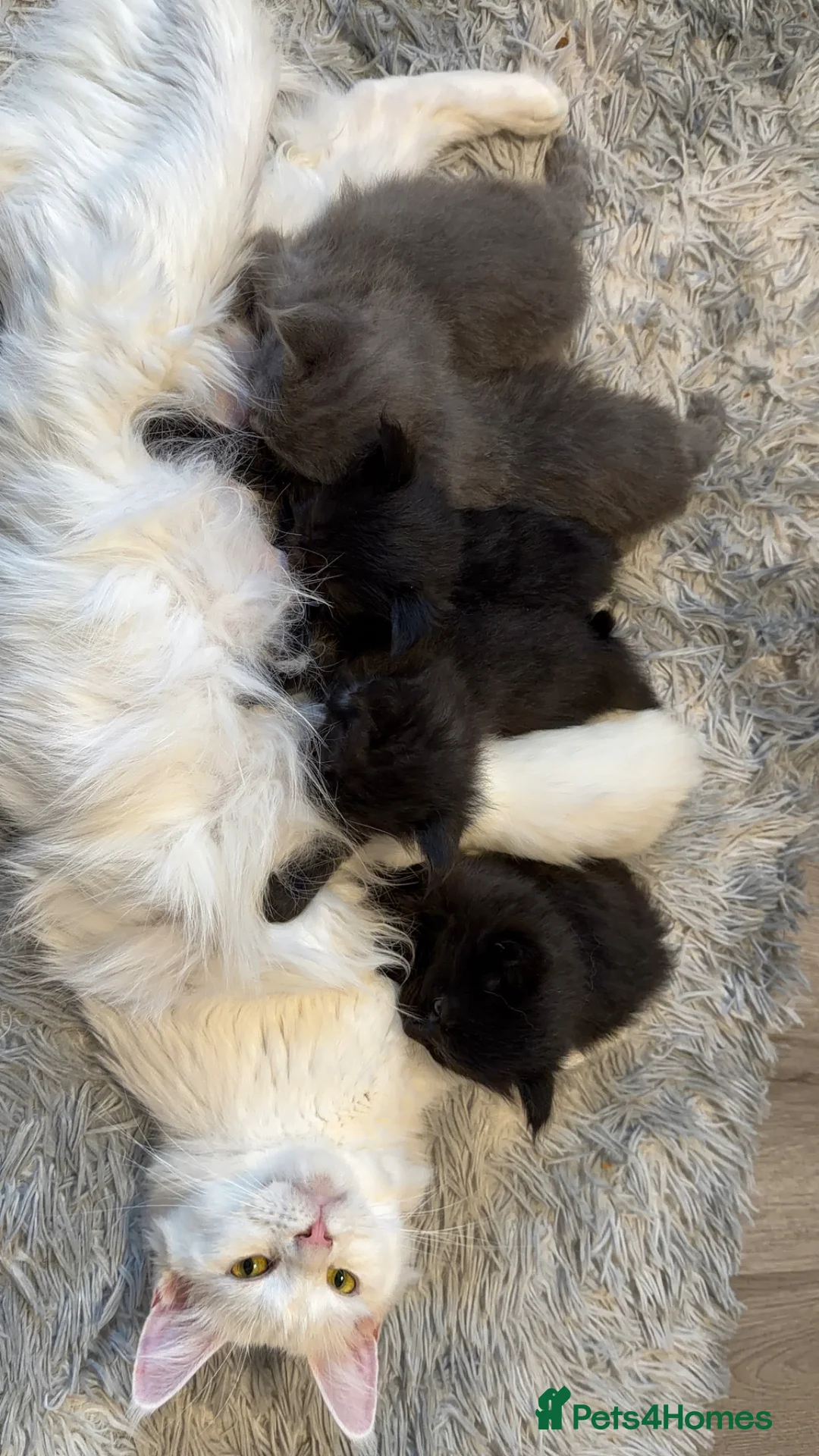 Maine Coon cats for sale:     Stunning Purebred Maine Coon Kitten - Advert 1