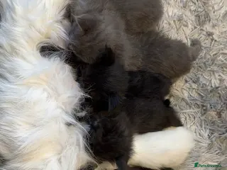 Maine Coon cats Stunning Purebred Maine Coon Kitten - Advert 5