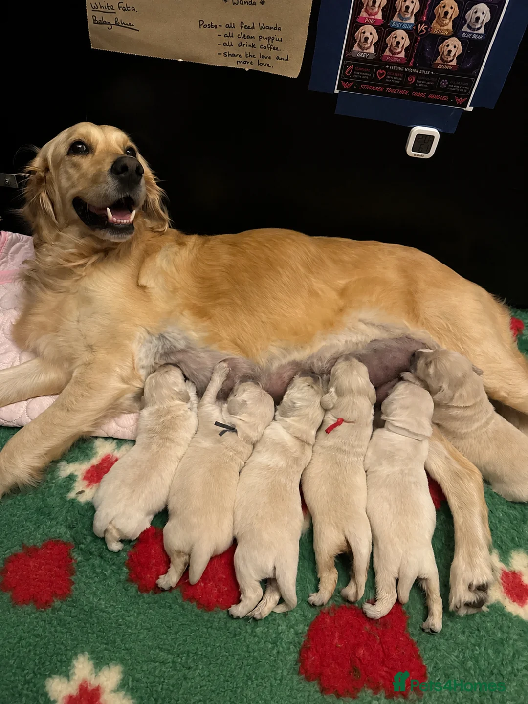 Golden Retriever dogs for sale: *NEW LITTER* GOLDEN PUPPIES! OPEN FOR RESERVATION! - Advert 1