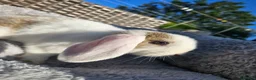 Mini Lop rabbits for sale: Beautiful mini lop boys and girls avalible in Ilkeston - Advert 7