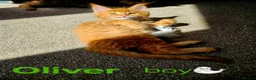 Maine Coon cats for sale: ✨ Meet Our Magnificent Maine Coon Kittens ✨ - Advert 20