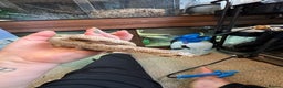 Snake reptiles for sale: Male Hognose with set up - Advert 1