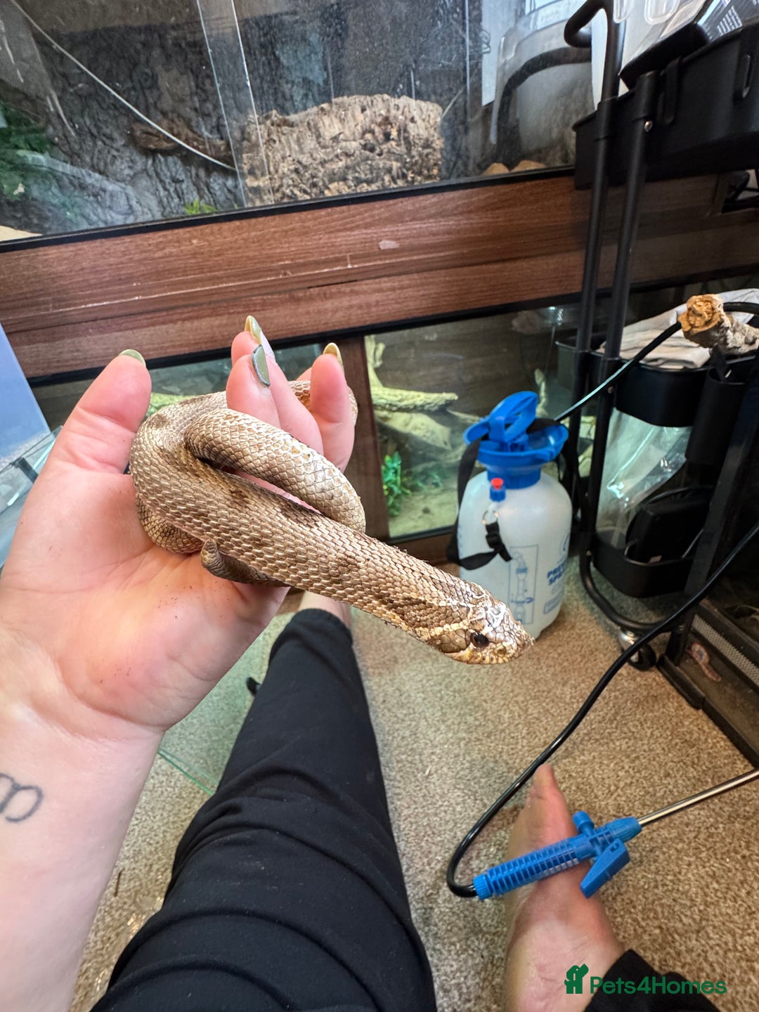 Snake reptiles for sale: Male Hognose with set up - Advert 1