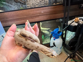 Snake reptiles Male Hognose with set up - Advert 1