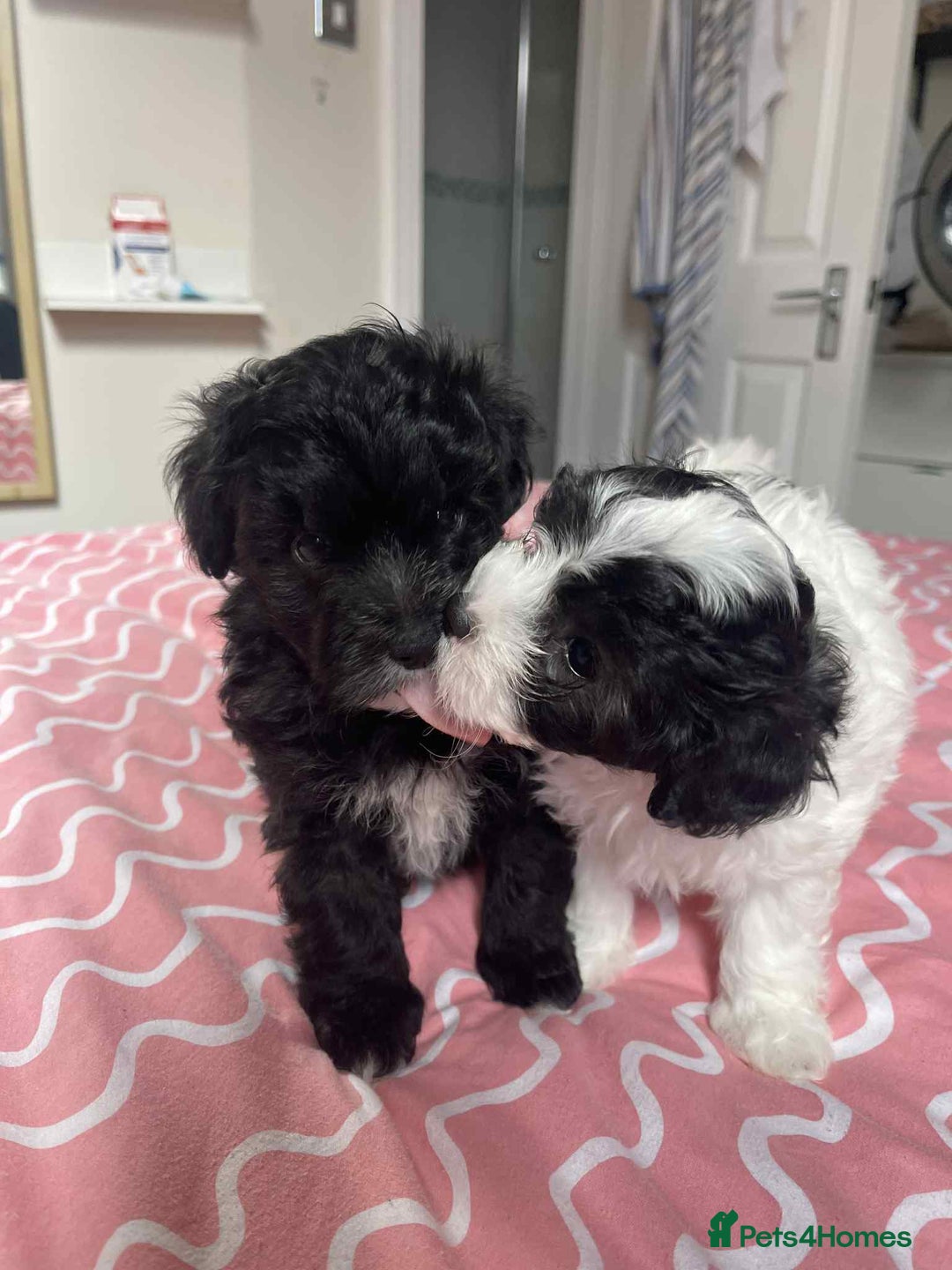 Maltipoo dogs for sale: Maltipoo puppies for sale  - Image 17