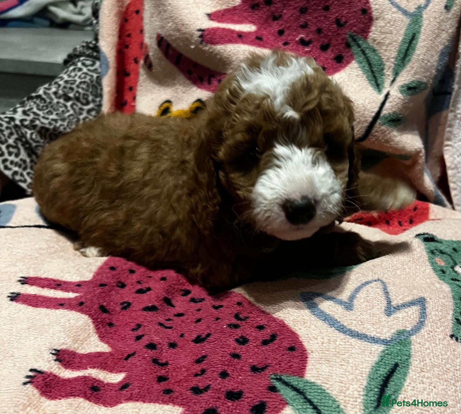 Cockapoo dogs F1b cockerpoos for sale - Advert 1