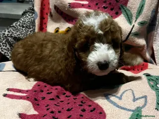 Cockapoo dogs for sale: F1b cockerpoos for sale - Advert 2