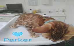 Bengal cats for sale: Bengals high guality kittens ready for new home  - Advert 20