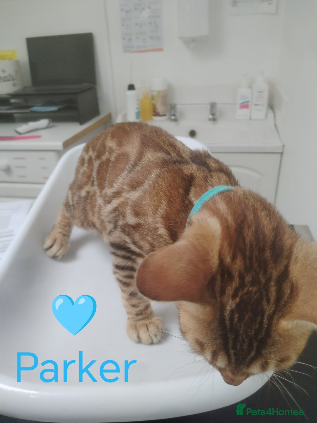 Bengal cats for sale: Bengals high guality kittens ready for new home  - Advert 20