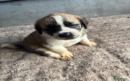 Saint Bernard dogs for sale: Saint Bernard  - Image 6