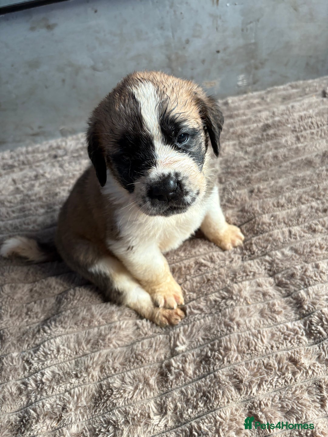Saint Bernard dogs for sale: Saint Bernard  - Image 6