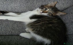 Mixed Breed cats for sale: 6 month old kitten - Image 5