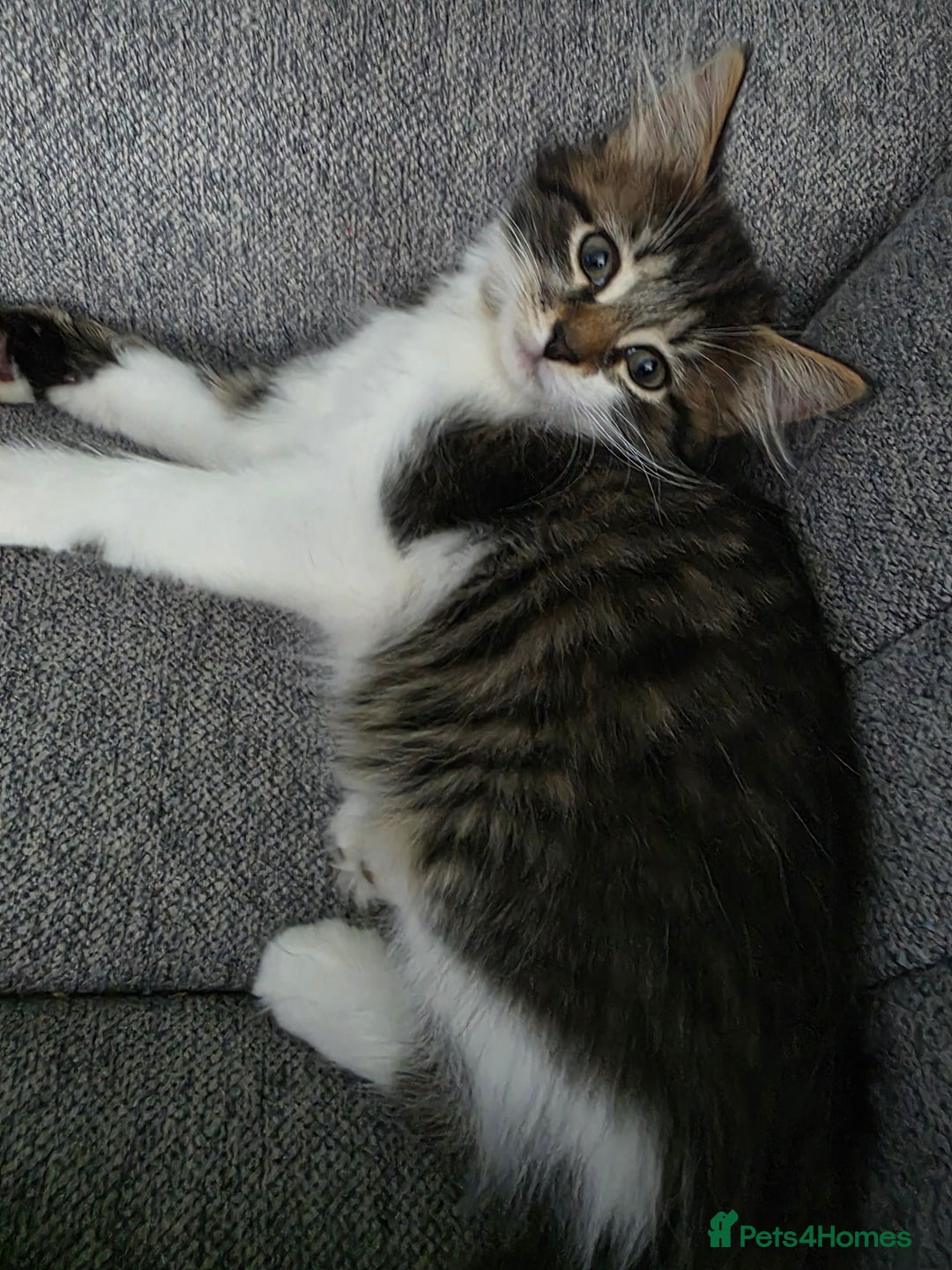 Mixed Breed cats for sale: 6 month old kitten - Image 5