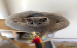 British Shorthair cats for sale: British shorthair kitten available  - Image 2
