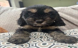 Cockapoo dogs for sale: Beautiful, Rare Cockapoo Puppies – Ready 17th Nov - Advert 20