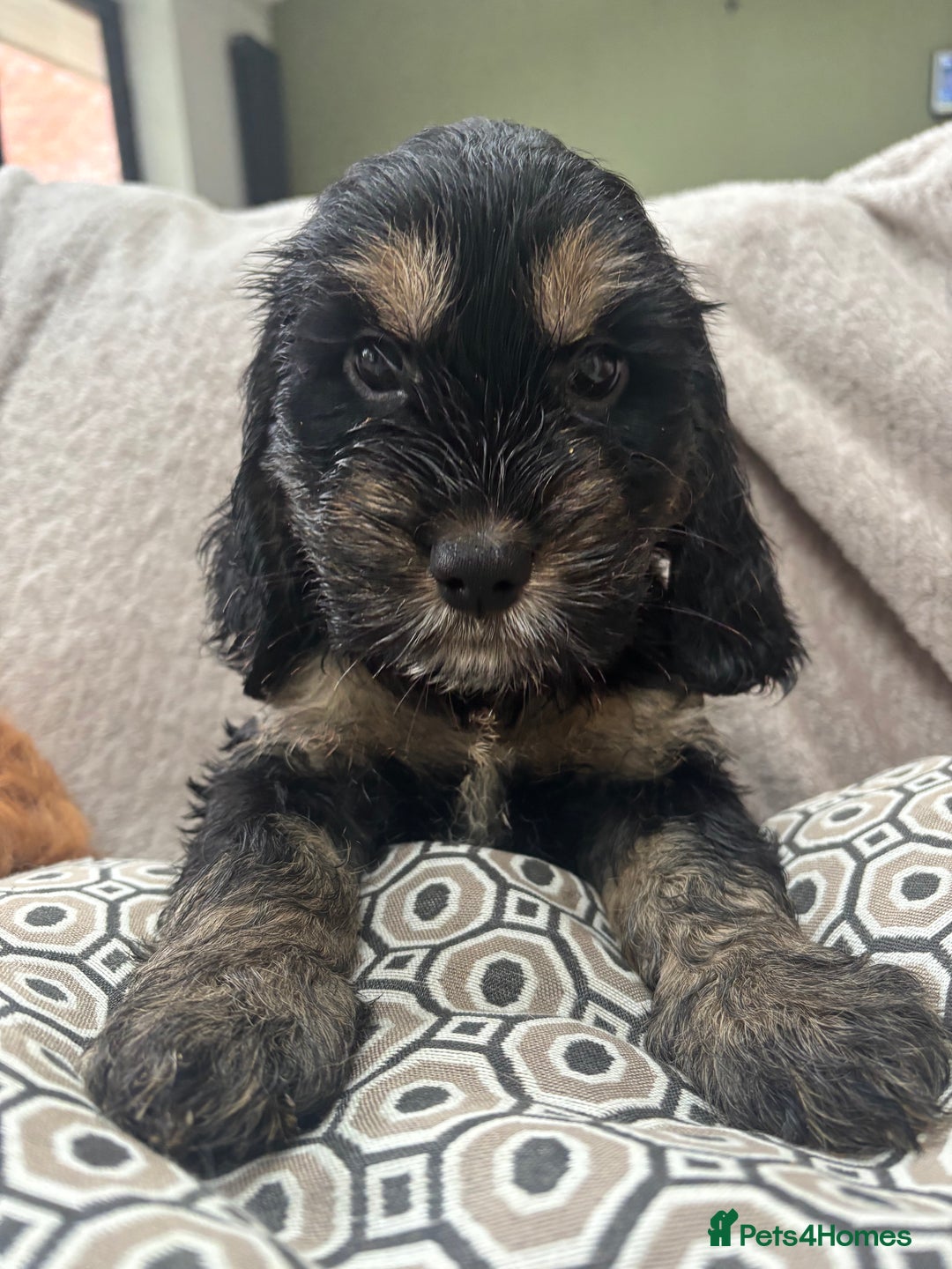 Cockapoo dogs for sale: Beautiful, Rare Cockapoo Puppies – Ready 17th Nov - Advert 20