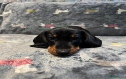 Miniature Dachshund dogs for sale: Available puppies at DELLM DAXIES 🐶 - Image 14
