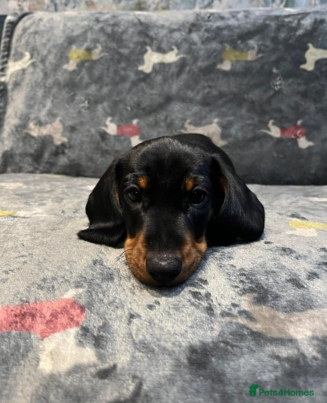 Miniature Dachshund dogs for sale: Available puppies at DELLM DAXIES 🐶 - Image 14