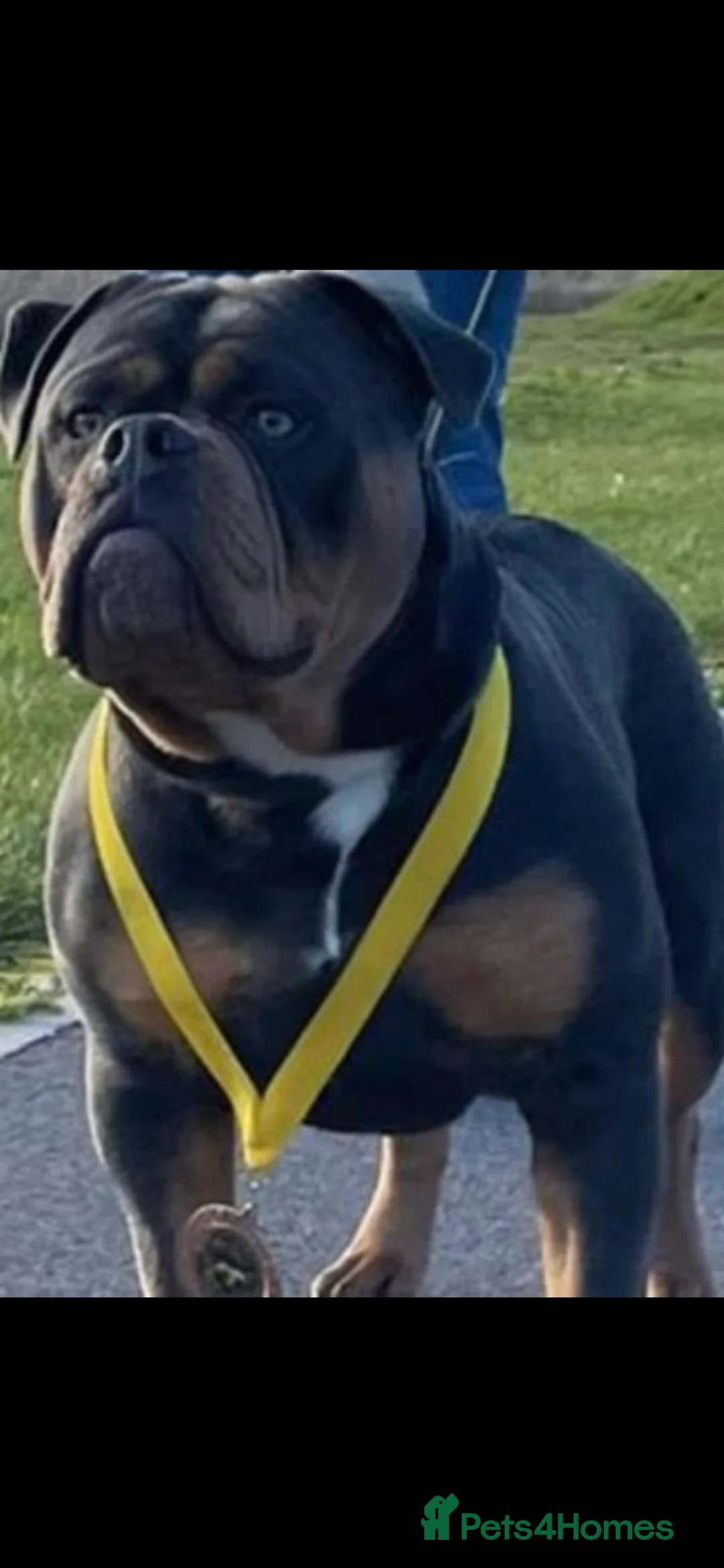 Olde English Bulldogge dogs for stud: Olde English bulldog stud  - Advert 3