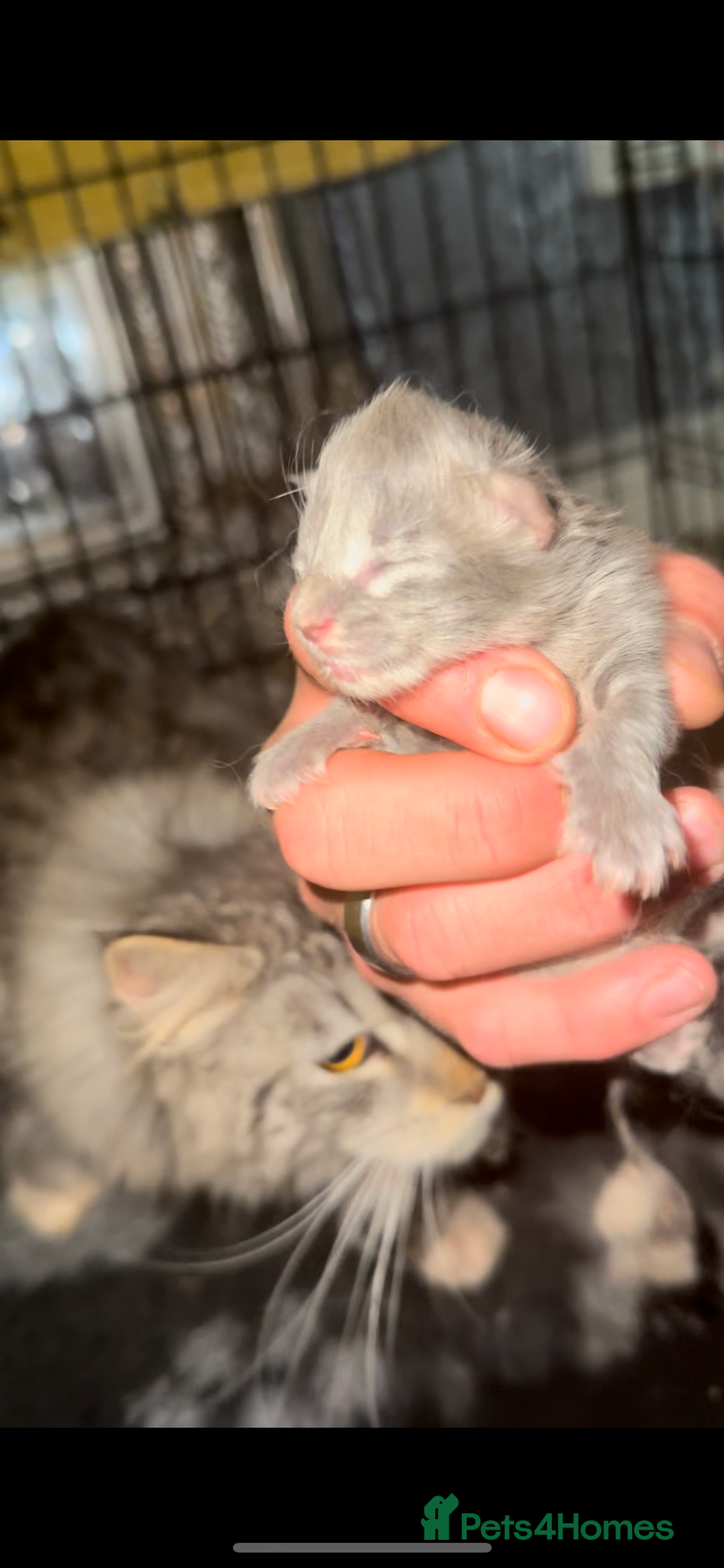 Maine Coon cats for stud: Proven Solid blue stud- fully health tested clear in Winsford - Image 3