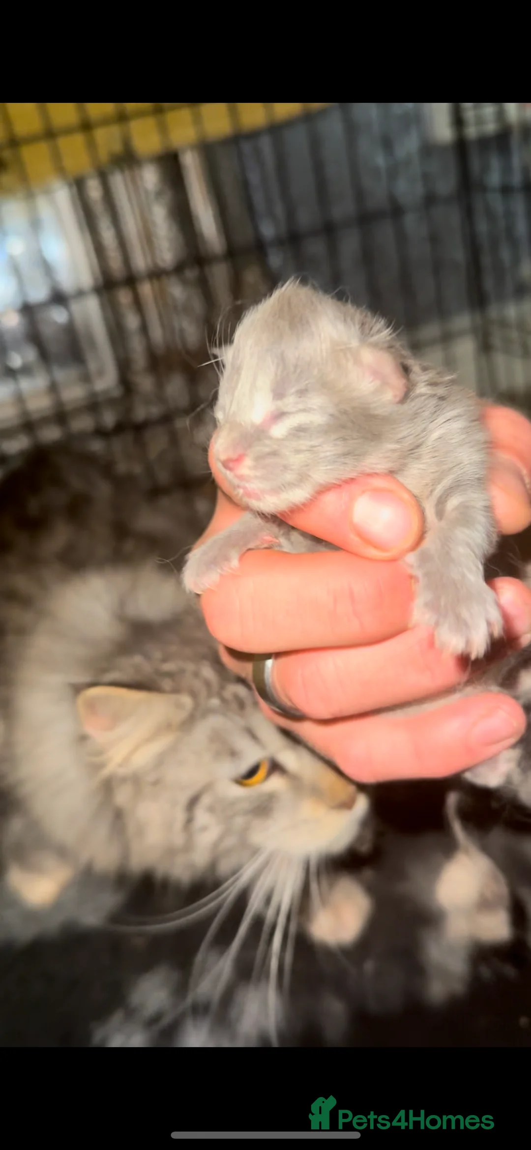 Maine Coon cats for stud: Proven Solid blue stud- fully health tested clear in Winsford - Advert 3